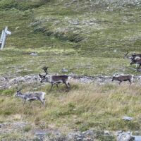 Rentiere in der Nähe von Kirkeporten (NO)